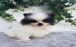 Pomeranian dogs for sale: Carly - Image 2