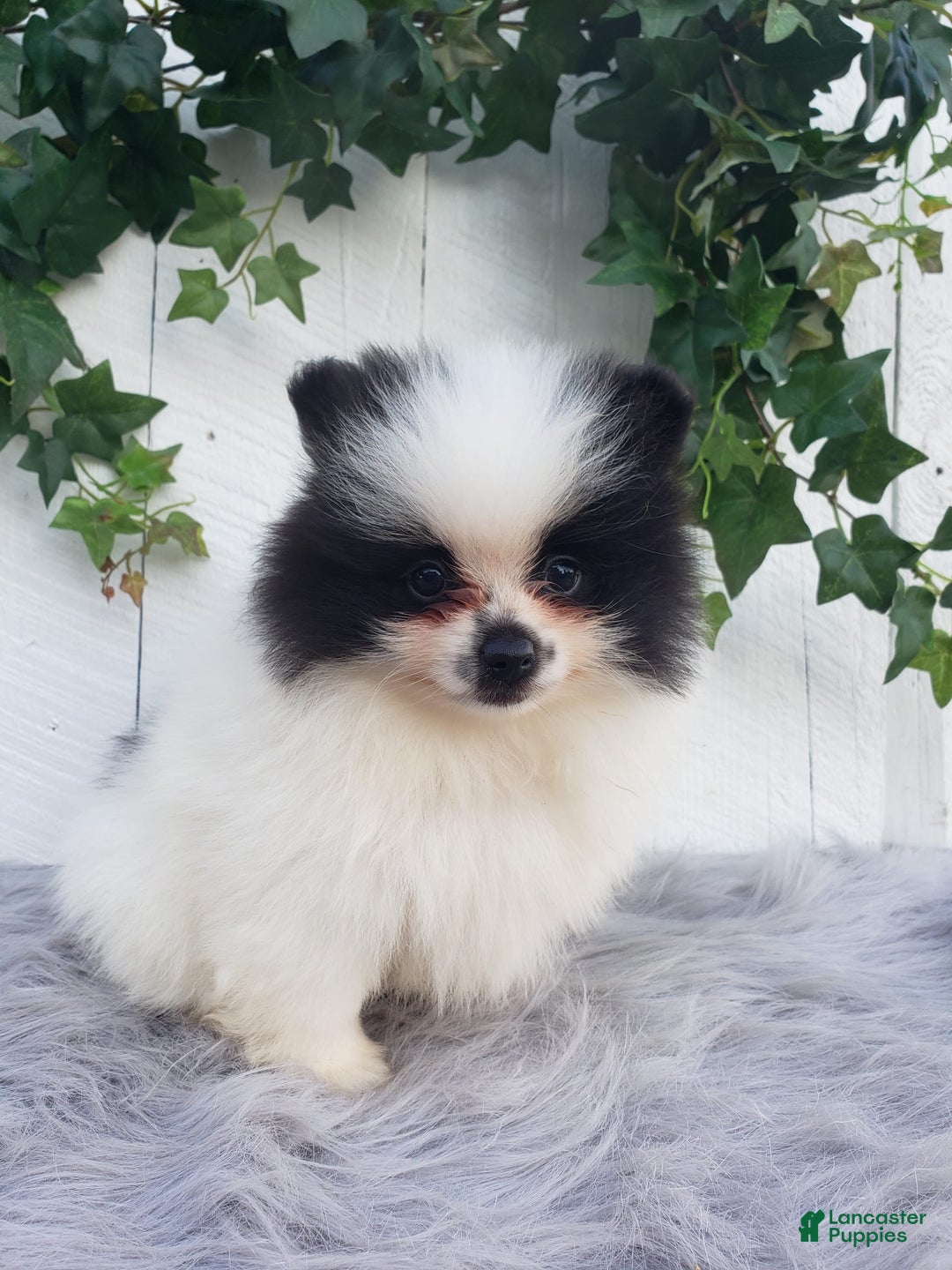 Pomeranian dogs for sale: Carly - Image 2