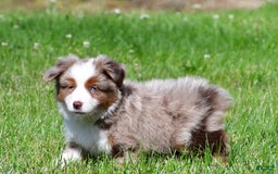 Miniature Australian Shepherd dogs for sale: Noah - Image 4