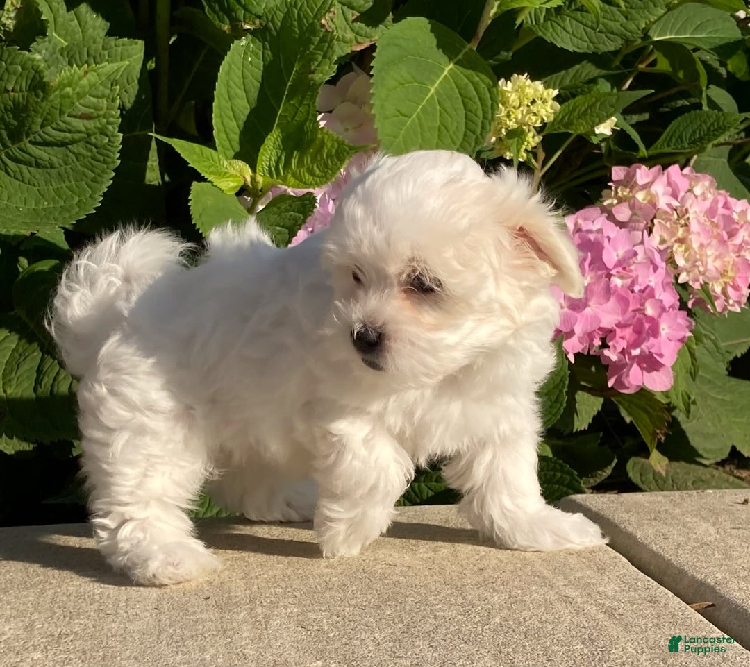 Coton De Tulear dogs for sale: Button - Image 9