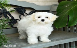 Maltese dogs for sale: Freya - Image 9