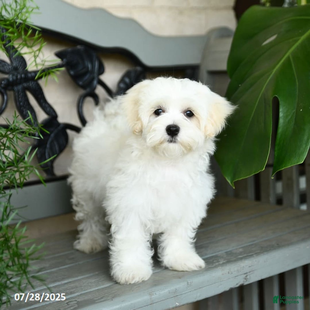 Maltese dogs for sale: Freya - Image 9
