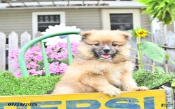 Pomeranian dogs for sale: Abe - Image 4