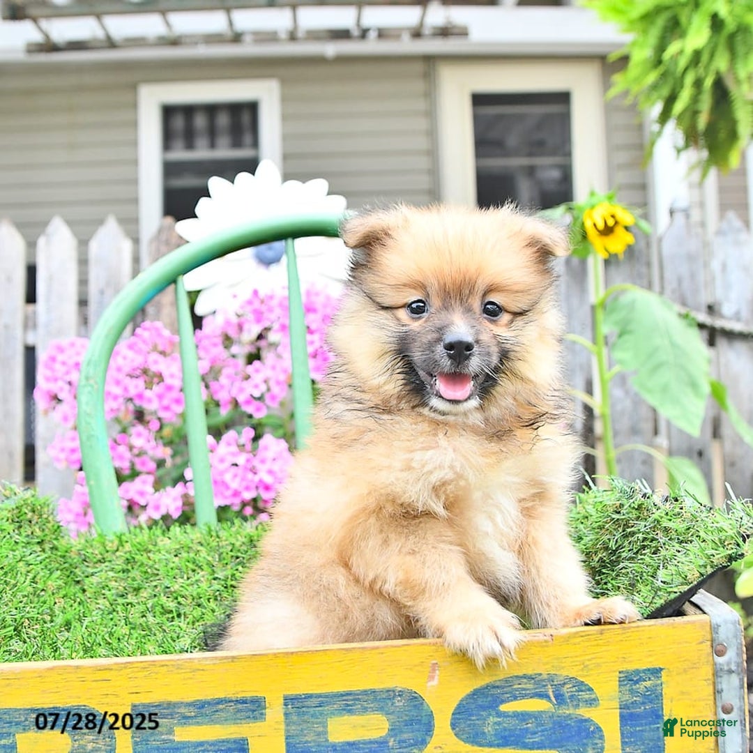 Pomeranian dogs for sale: Abe - Image 4