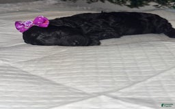 Miniature Poodle dogs for sale: Skye - Image 5