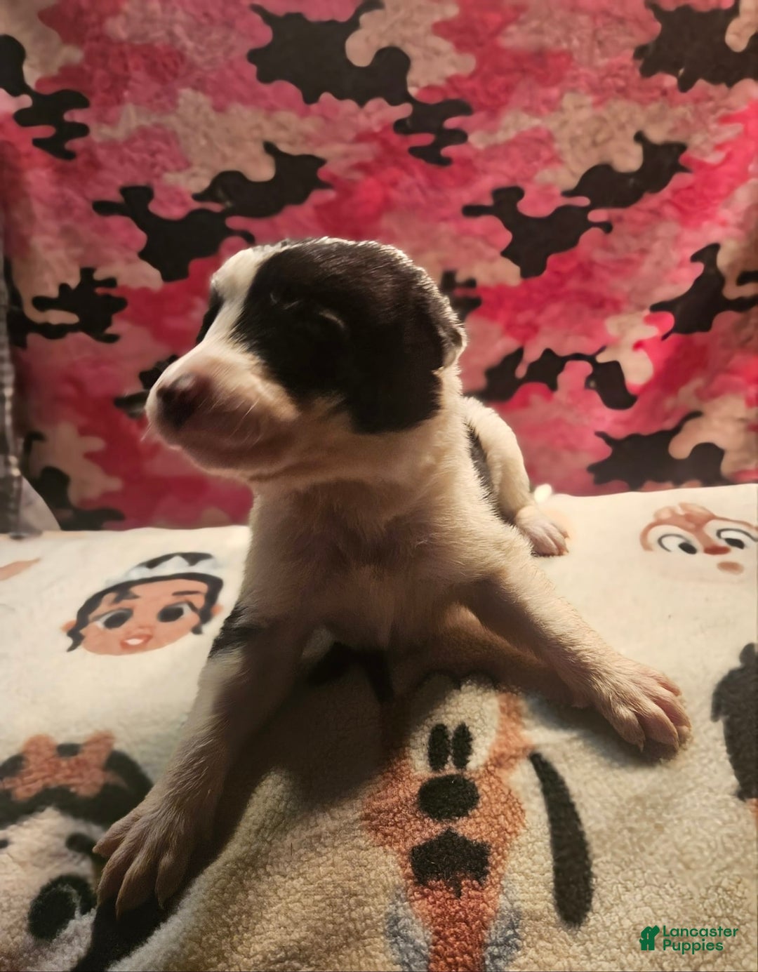 Border Collie dogs for sale: Fasti - Image 2