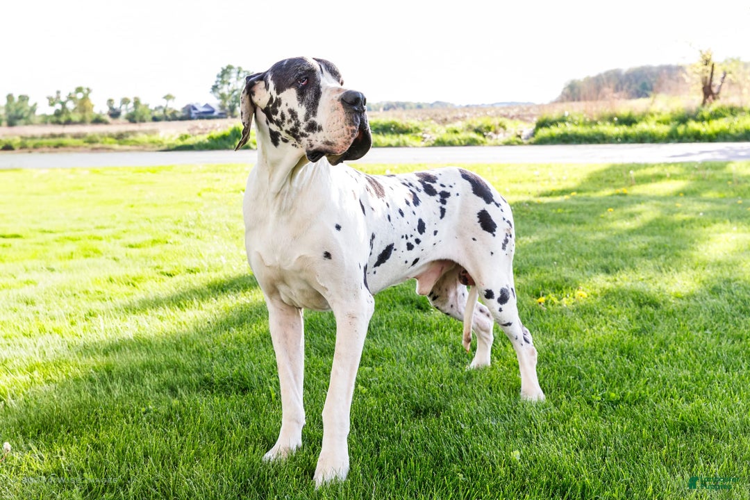 Great Dane dogs for sale: Krista - Image 24