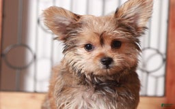 Yorkiepoo dogs for sale: luna - Image 1