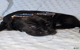 Great Dane dogs for sale: Storm - Image 11