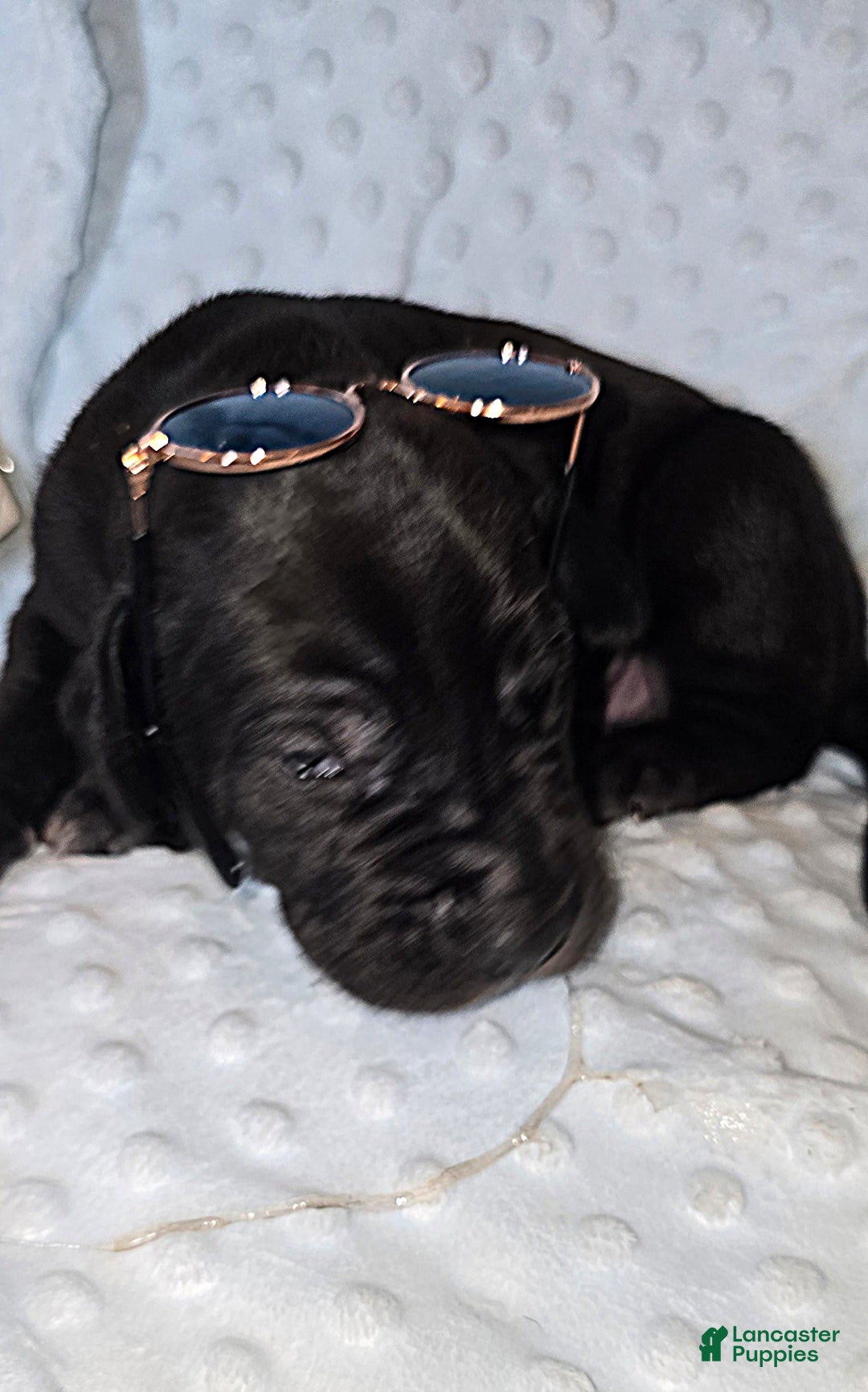 Great Dane dogs for sale: Storm - Image 11