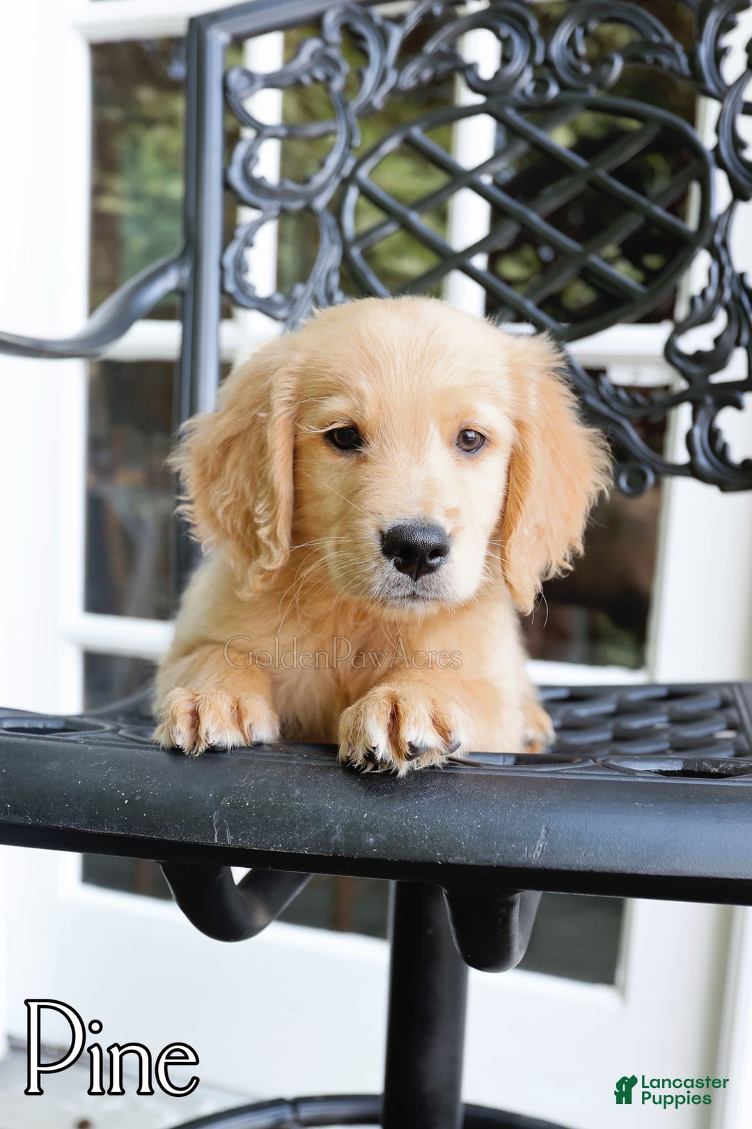 Golden Retriever dogs for sale: Pine - Image 2
