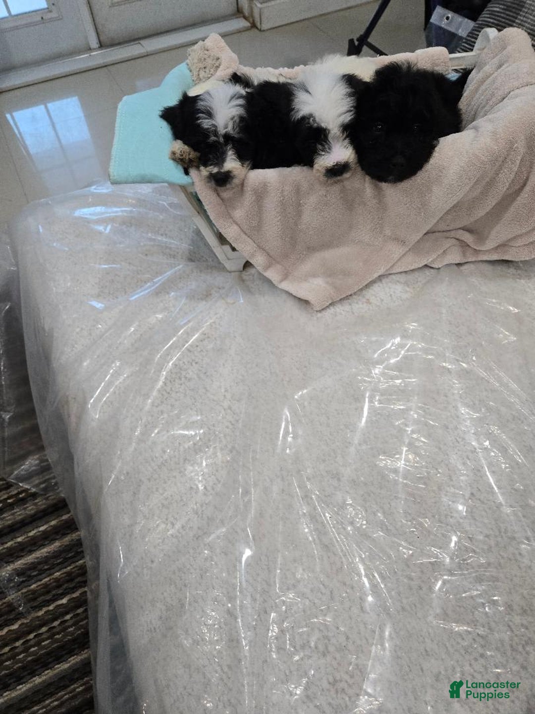 Mini Goldendoodle dogs for sale: tuti - Image 2