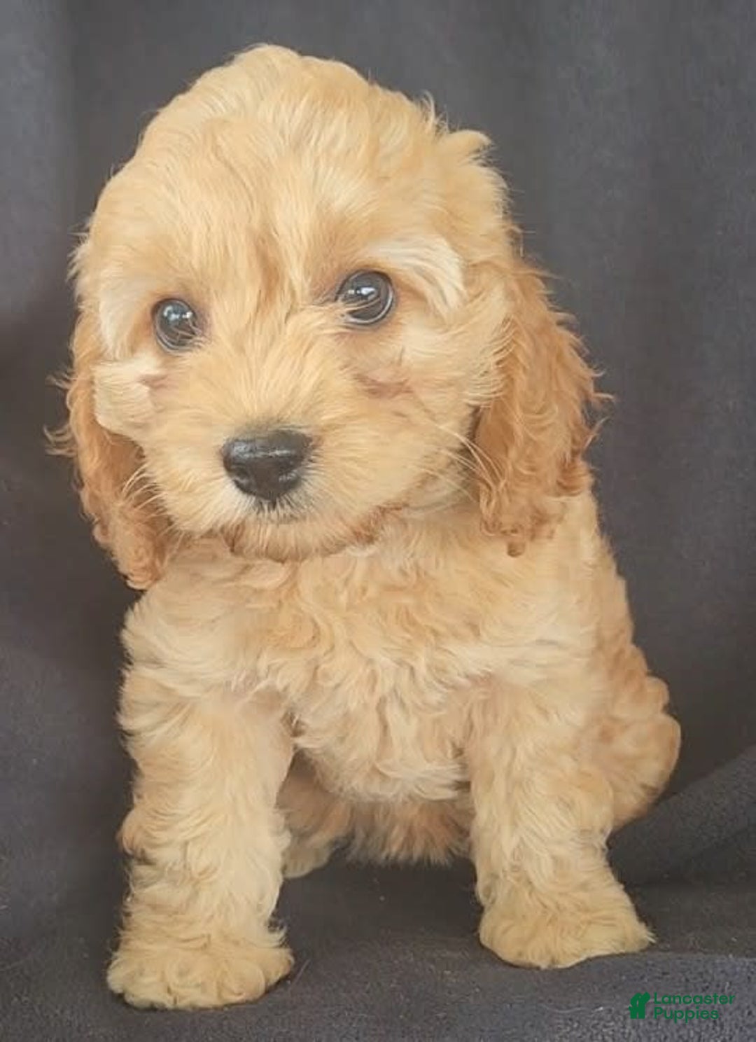 Cockapoo dogs for sale: Brooke - Image 11