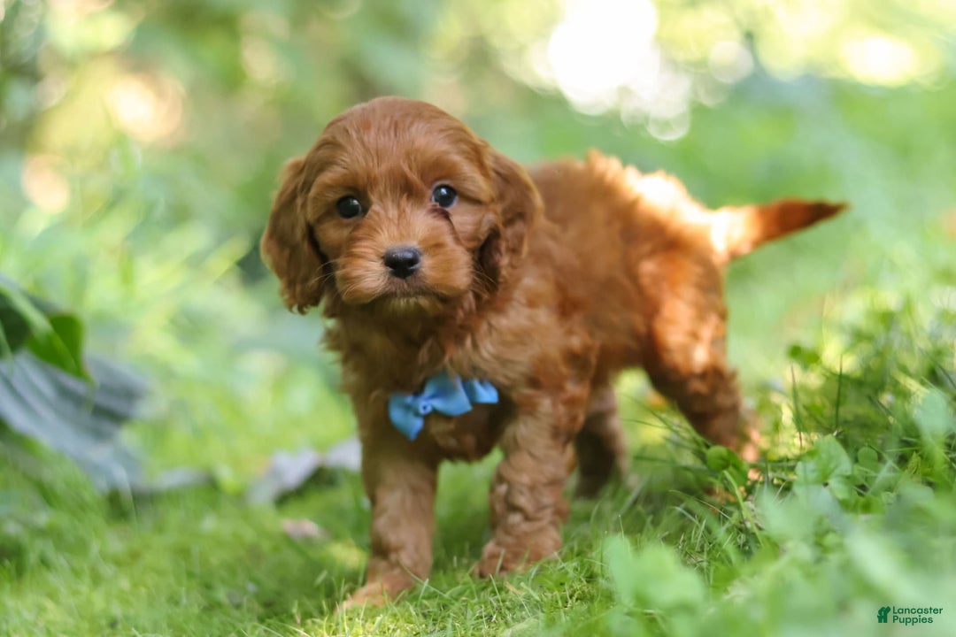 Cavapoo dogs for sale: Jude - Image 11