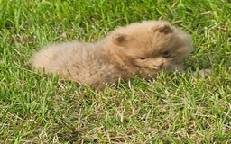 Pomeranian dogs for sale: Cinnamon - Image 8