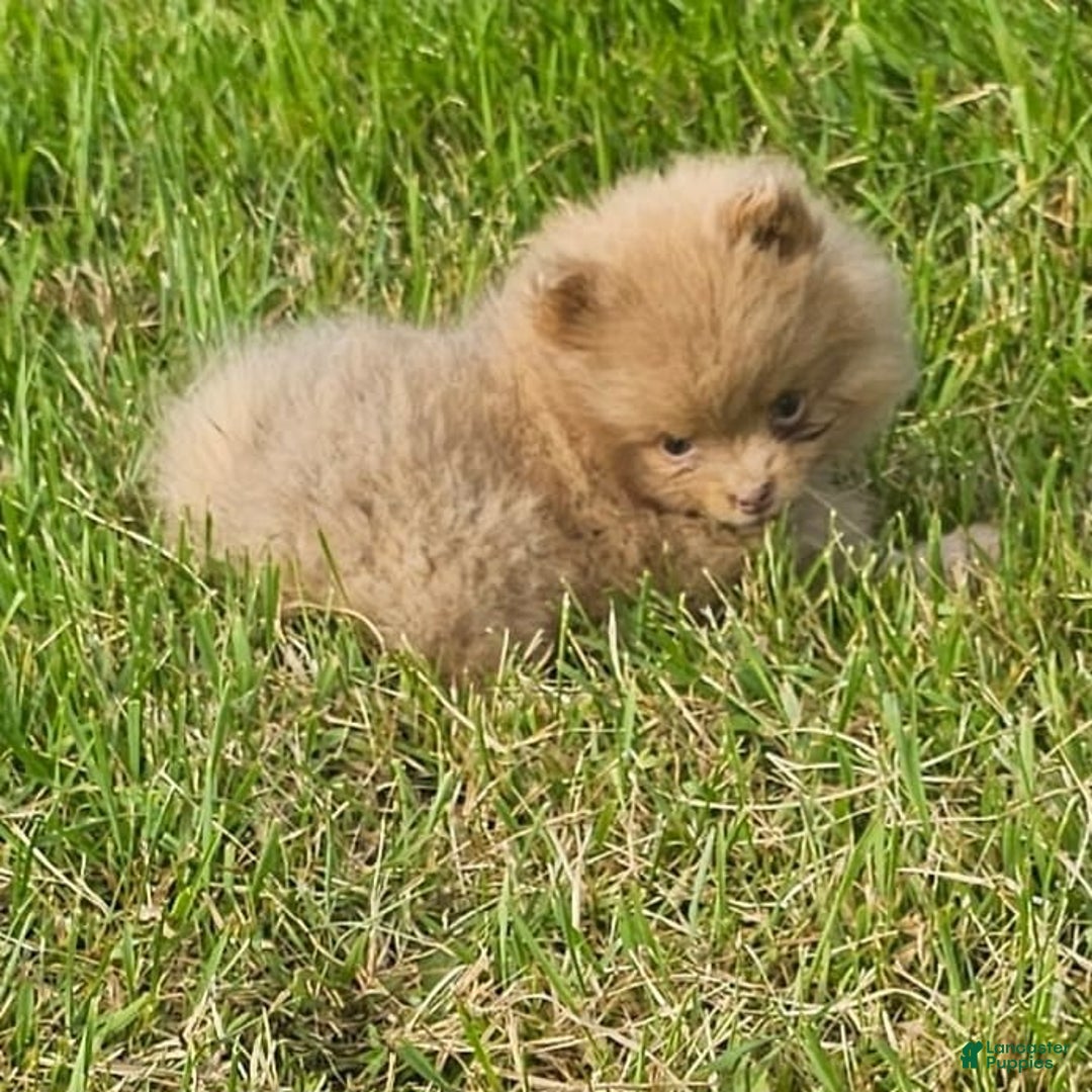 Pomeranian dogs for sale: Cinnamon - Image 8