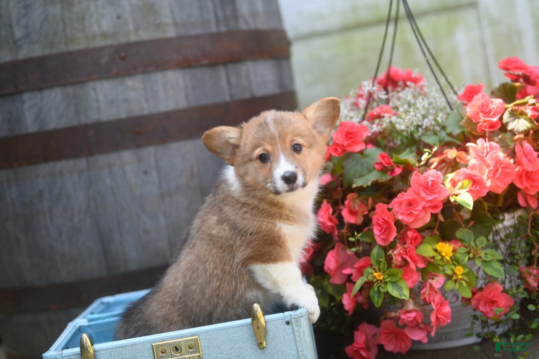 Welsh Corgi Pembroke dogs for sale: Anna - Image 4