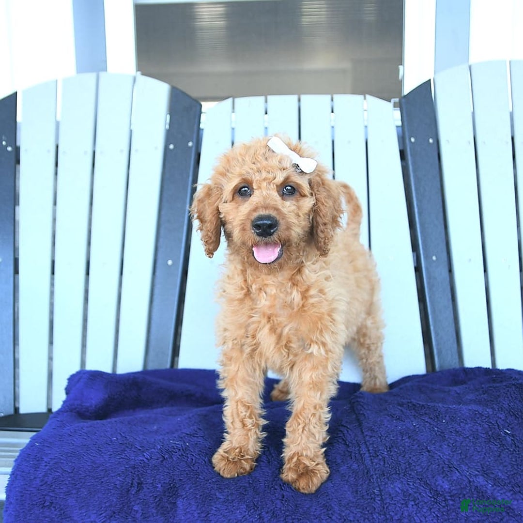 Mini Goldendoodle dogs for sale: Aurora - Image 7