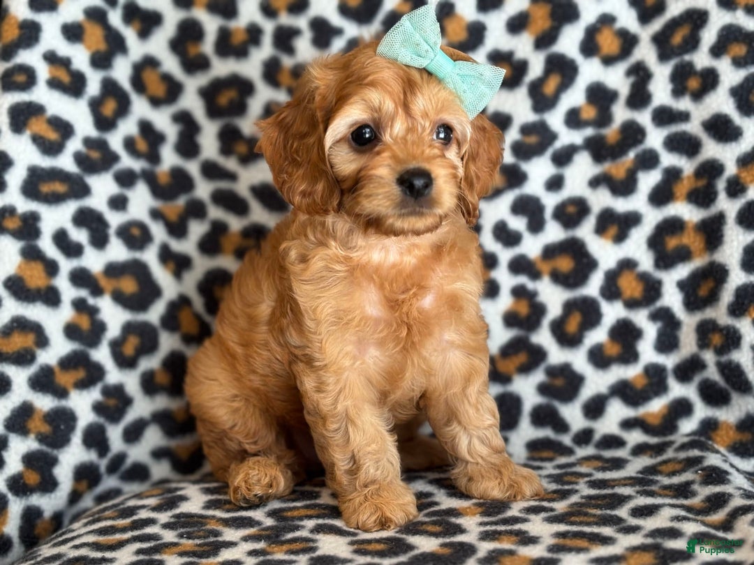 Cockapoo dogs for sale: Bella - Image 3