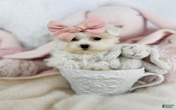 Maltese dogs for sale: Nady Teacup - Image 1