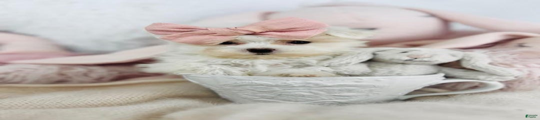Nady Teacup