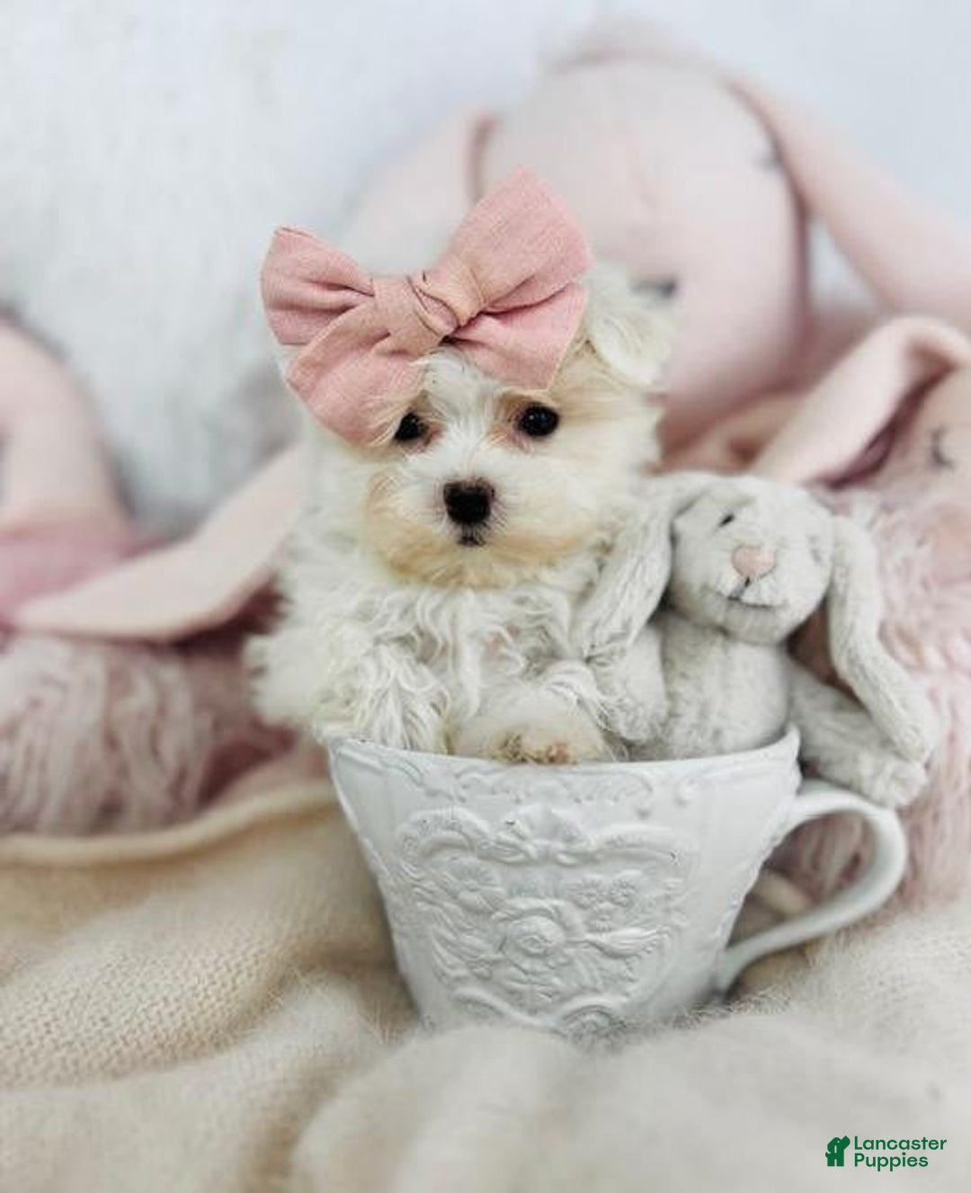 Maltese dogs for sale: Nady Teacup - Image 1