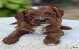 Cavapoo dogs for sale: Lincoln - Image 4