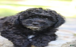 Miniature Poodle dogs for sale: Toby - Image 1