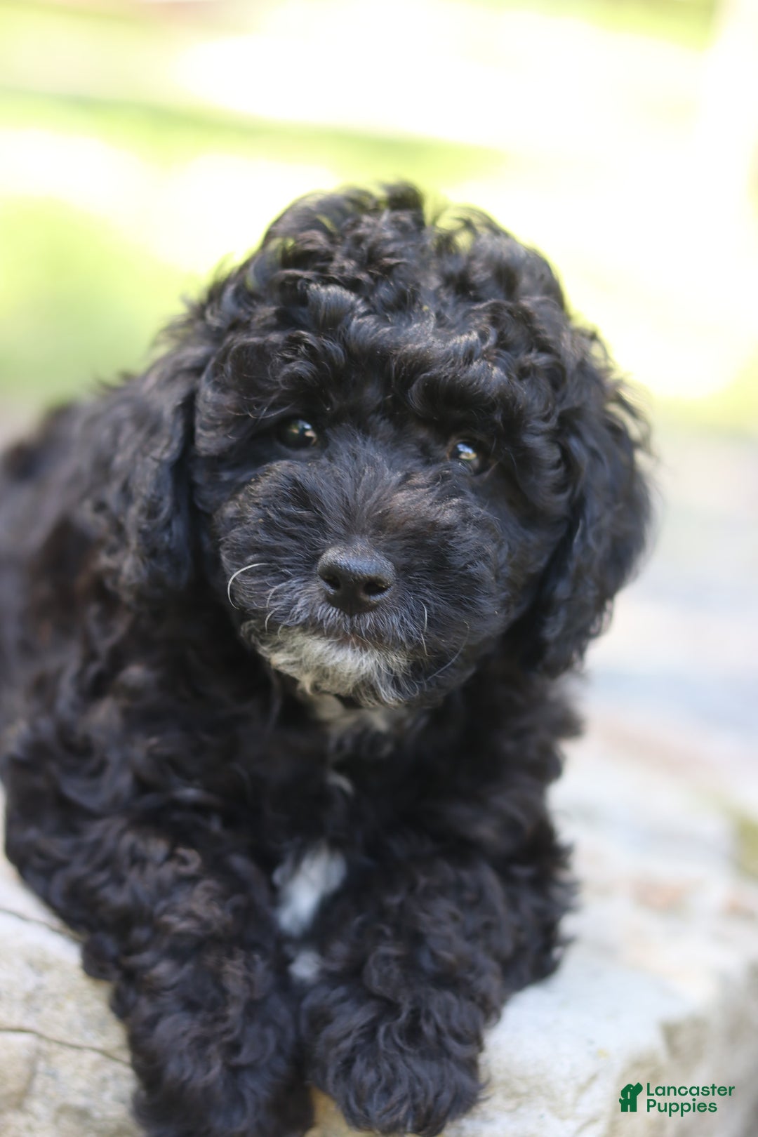Miniature Poodle dogs for sale: Toby - Image 1