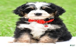 Mini Bernedoodle dogs for sale: Jay - Image 2