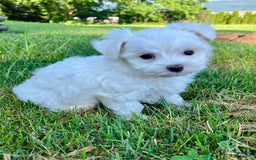 Maltese dogs for sale: Leo - Image 6