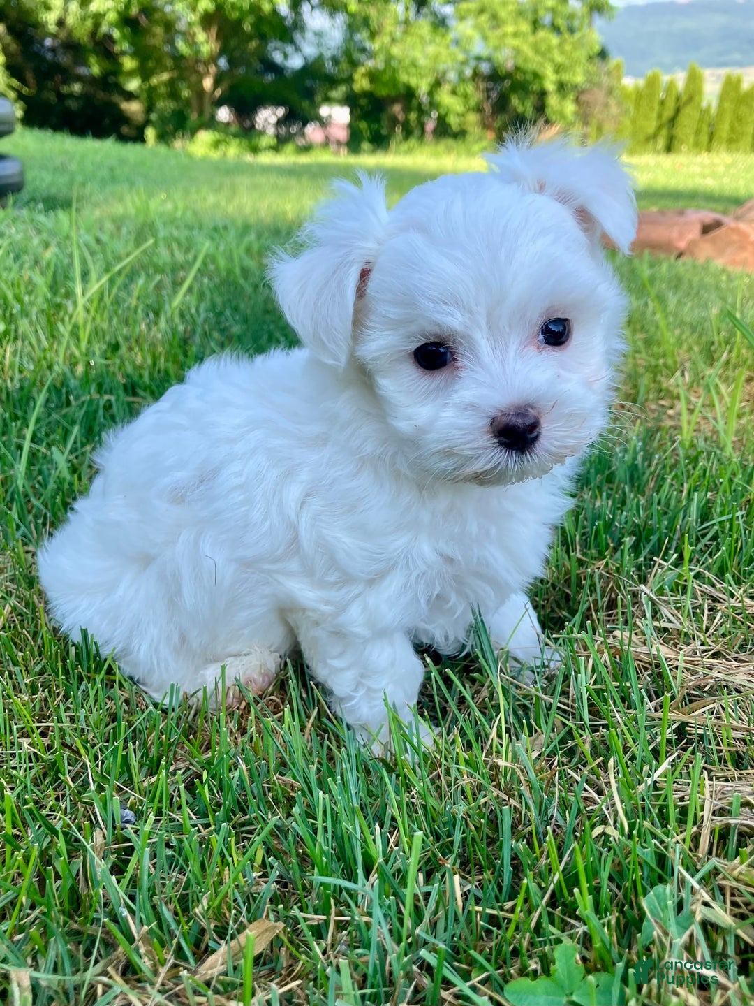 Maltese dogs for sale: Leo - Image 6