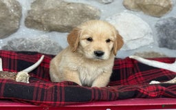 Golden Retriever dogs for sale: Shane - Image 2