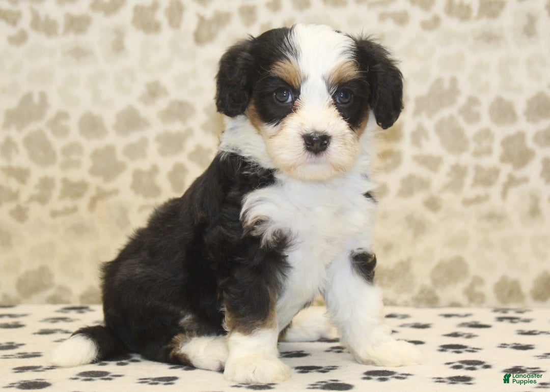 Mini Bernedoodle dogs for sale: Mini Bernedoodle 9 puppies - Image 5