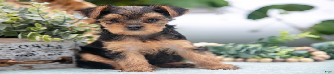 Harper