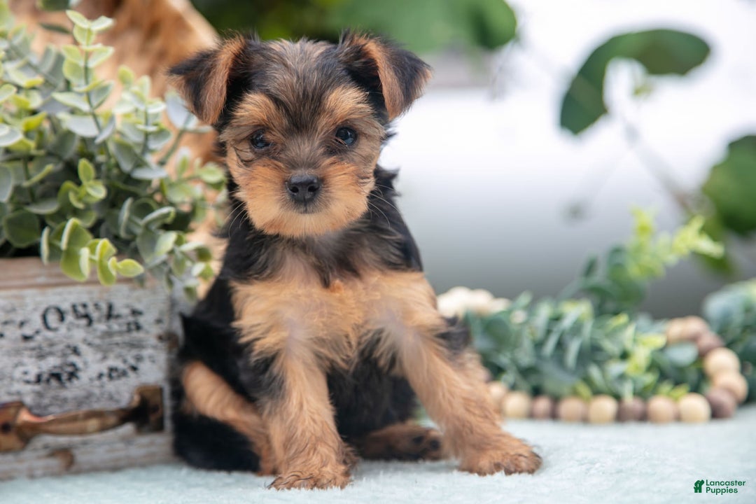 Shorkie dogs for sale: Harper - Image 3