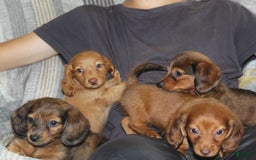 Miniature Dachshund dogs for sale: Zero - Image 14