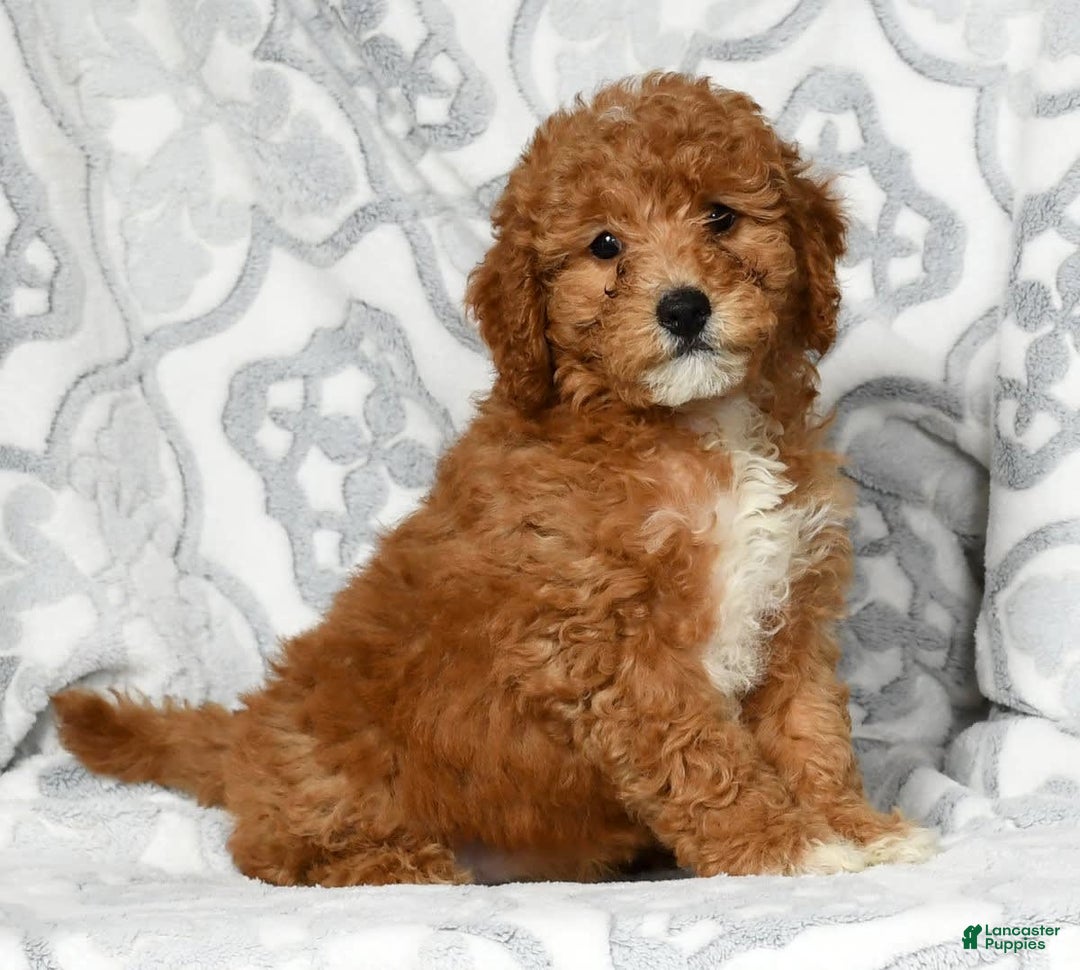 Mini Goldendoodle dogs for sale: Daisy - Image 5