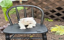 Miniature Schnauzer dogs for sale: Tucker - Image 9