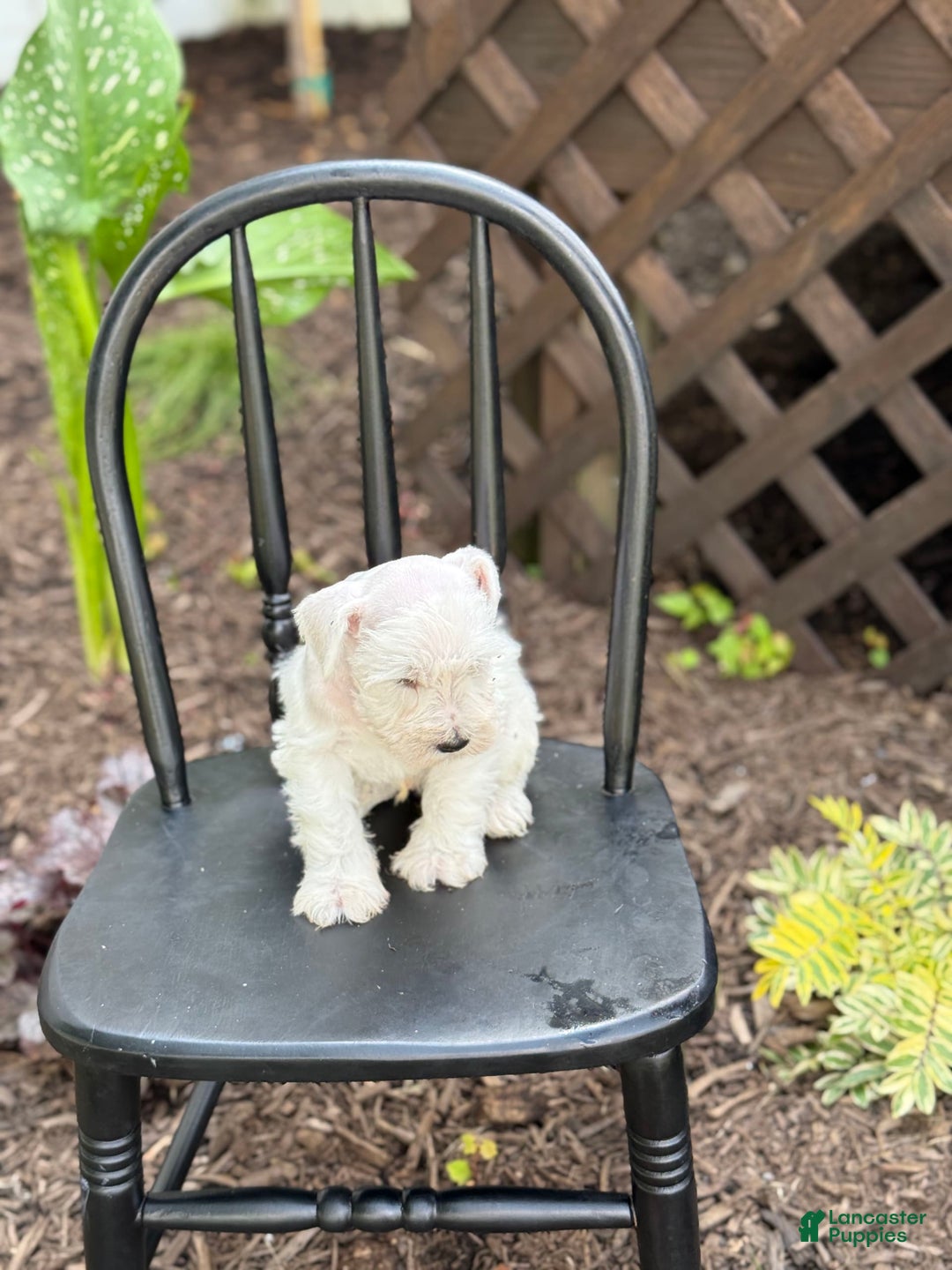 Miniature Schnauzer dogs for sale: Tucker - Image 9