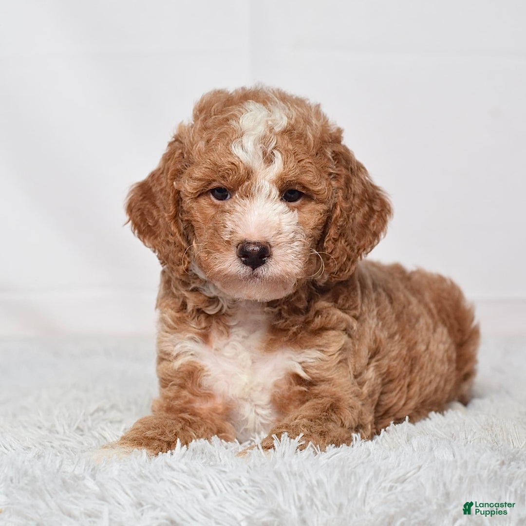 Mini Goldendoodle dogs for sale: Petite Mr Nixon - Image 5