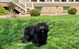 Cockapoo dogs for sale: Brent - Image 7