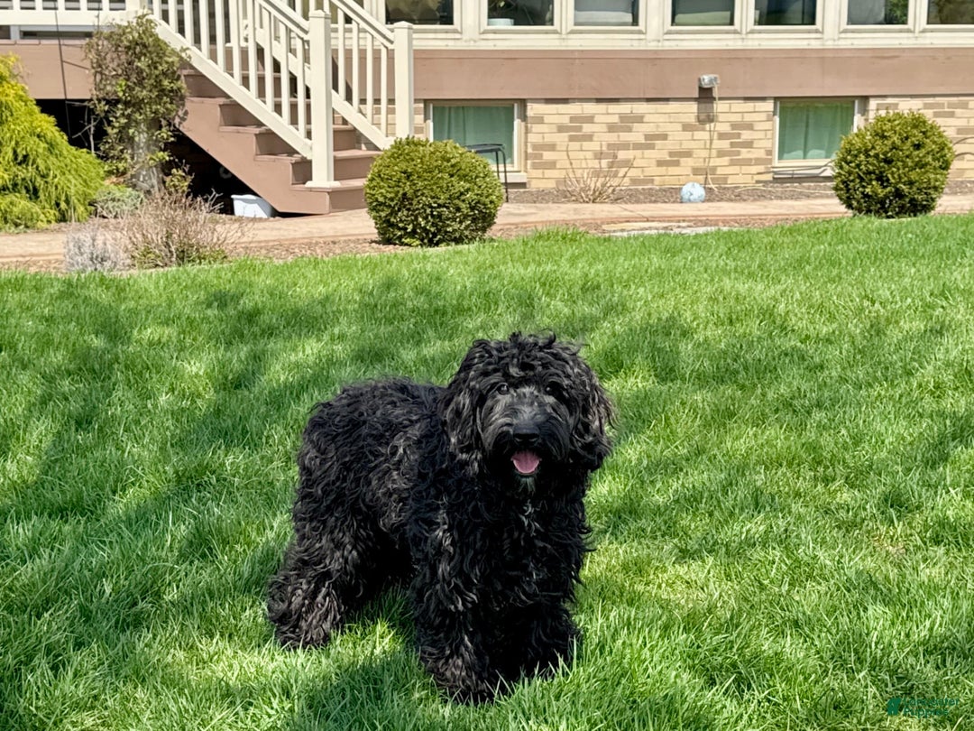 Cockapoo dogs for sale: Brent - Image 7