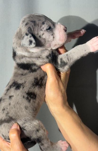 Great Dane dogs for sale: Luke - Mantle Merle - Image 8