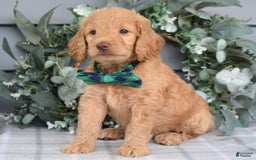 Goldendoodle dogs for sale: Alex - Image 6