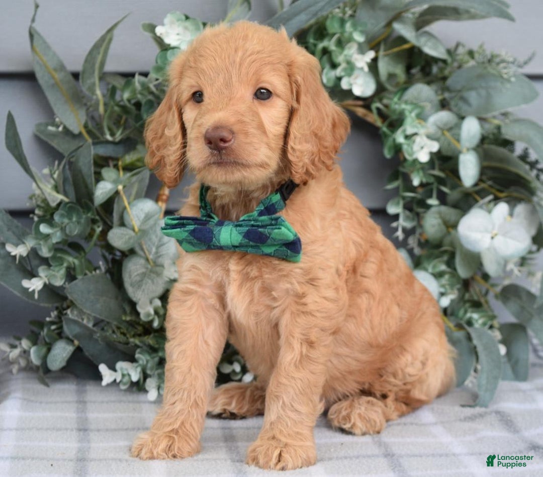 Goldendoodle dogs for sale: Alex - Image 6