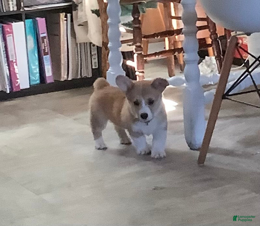 Welsh Corgi Pembroke dogs for sale: Orange - Image 2