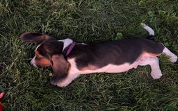 Basset Hound dogs for sale: Brick - Image 1