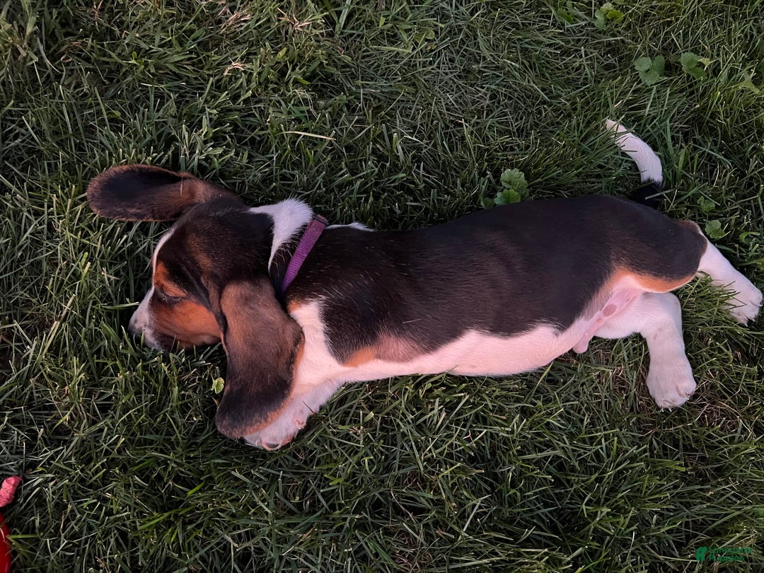Basset Hound dogs for sale: Brick - Image 1