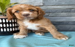 Cocker Spaniel dogs for sale: Tommy - Image 9
